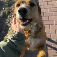 Frida, perra en adopción