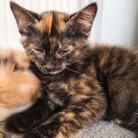 Zalia, chat à adopter