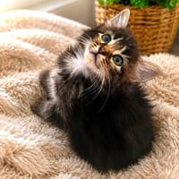 Naëlio, chat à adopter
