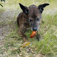 Darwin, perro en adopción