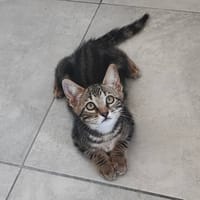 OREO, chat à adopter