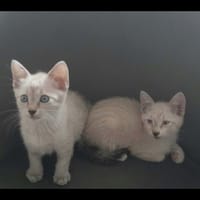 ALADIN et LOUPIO, chat à adopter