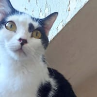 ARYNA, chatte à adopter