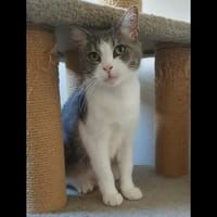 BELLE, chatte à adopter