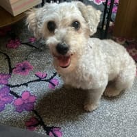 Aqua, chienne à adopter
