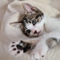 GULLI, chatte à adopter