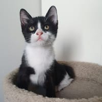 BOUNTY, chat à adopter