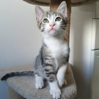 BELLA, chatte à adopter