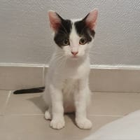 BONIE, chatte à adopter