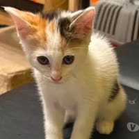 PIMPRENELLE, chatte à adopter