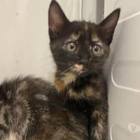 KA'LIN, chatte à adopter