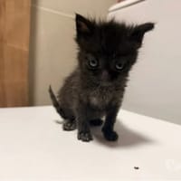 LOKI, chat à adopter