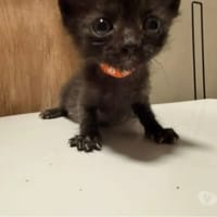 BINGO, chat à adopter