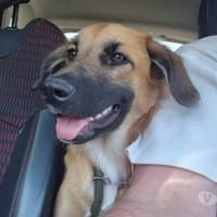 TAIBO, chienne à adopter