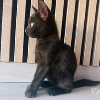 FLOW, chatte à adopter