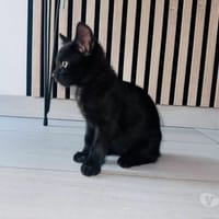 LOUNA, chatte à adopter