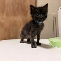BLUEY, chat à adopter