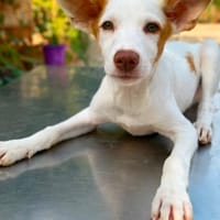 Juanito, perro en adopción