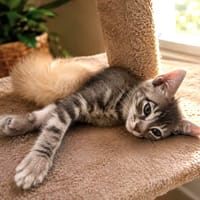 Kaïro, chat à adopter