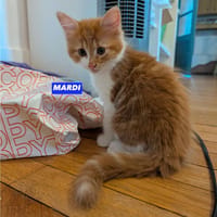 MARDI À ADOPTER AVEC UN COPAIN CHAT PRÉSENT CHEZ VOUS, chat à adopter