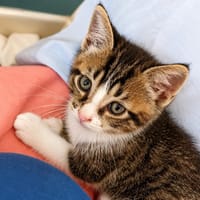 Piment, chat à adopter