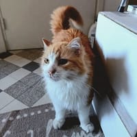 Féline, chatte à adopter