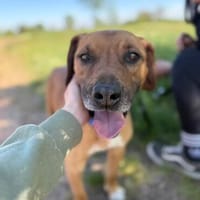 Beam -Loyaler Wegbegleiter möchte endlich ankommen!, Hund zur Adoption