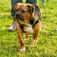 Oliver - einfach nur zum lieb haben, Hund zur Adoption