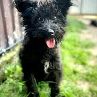 Zarte, kleine Luna, Hündin zur Adoption