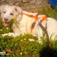 Wunderschöner Scooby, Hund zur Adoption