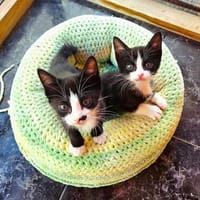 Julia sucht Dich, Katze zur Adoption