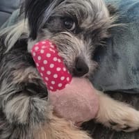 Mina - liebevolle Hündin sucht dich, Hündin zur Adoption