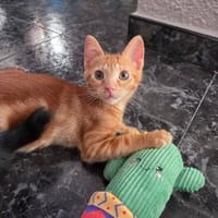 Frank sucht Dich, Kater zur Adoption