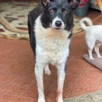 Ruhige liebe Luna sucht Sofaplatz, Hündin zur Adoption