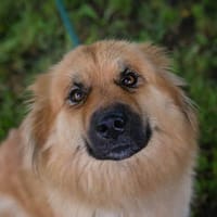 Wunderschöne und liebe Maki, Hündin zur Adoption