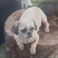 Lotte möchte endlich ankommen, Hündin zur Adoption
