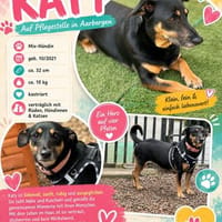 KATY, Mix, geb. 10/2021, Hündin zur Adoption