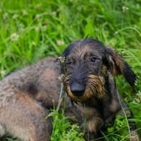 Friedrich, der kleine Große, Hund zur Adoption