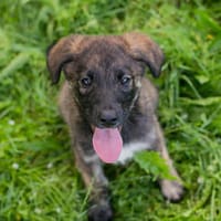 SILAS  Kleiner Entdecker sucht seine Familie, Hund zur Adoption