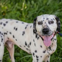 Apollo  wunderschöner, junger Dalmatiner sucht ein neues Zu, Hund zur Adoption