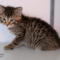Ilary, Idir, Iba, Kater zur Adoption