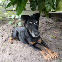 REENA  Kleine Kämpferin mit großem Herzen sucht ihr Zuhause, Hündin zur Adoption