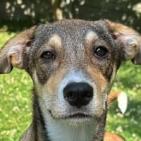 HAZEL-wunderschöne,verspielte W.-Hündin, Hündin zur Adoption