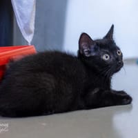 Edona, Elimar, Elin, Effie, Kater zur Adoption