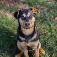 Freundlicher und sehr hübscher Bailey, Hund zur Adoption