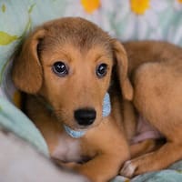IBU  Kleiner Hundejunge sucht seine Familie, Hund zur Adoption