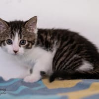 Iba, Idir, Ilary, Kater zur Adoption