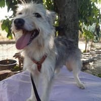 LENE   geb. 01.05.2023, 42 cm sucht, Hündin zur Adoption
