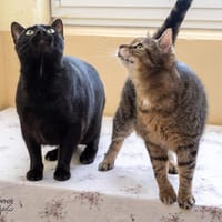 Schmusekatzen Bacardi + Kimba, Kater zur Adoption