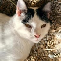 Florian, verschmuster Familienfreund, *in 55271 Stadecken, Kater zur Adoption